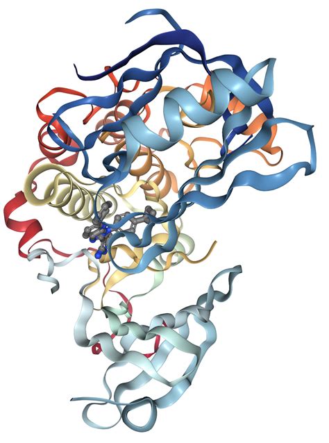 akt protein|what is the akt1 gene.